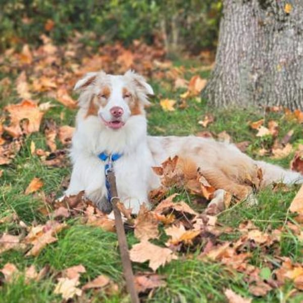 Happy - sucht Streicheleinheiten
