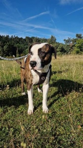 Uschi & Hercules, lustige Geschwister