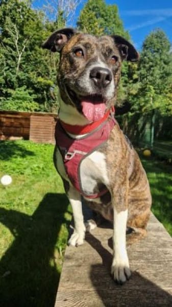 Uschi & Hercules, lustige Geschwister