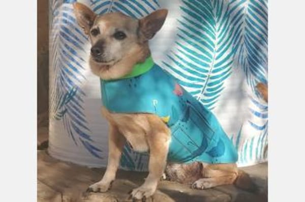 Dina - Schmusemaus sucht Zuhaus