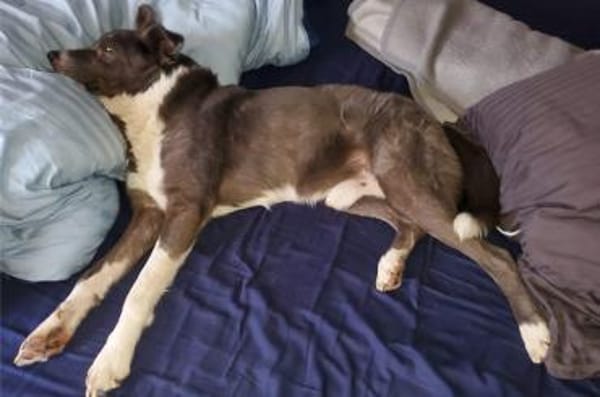 Snoopy - Schmusebedürftiger Kuschelbär