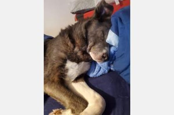 Snoopy - Schmusebedürftiger Kuschelbär