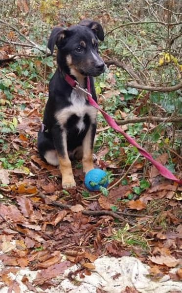 Süßer Tommi möchte eine Familie