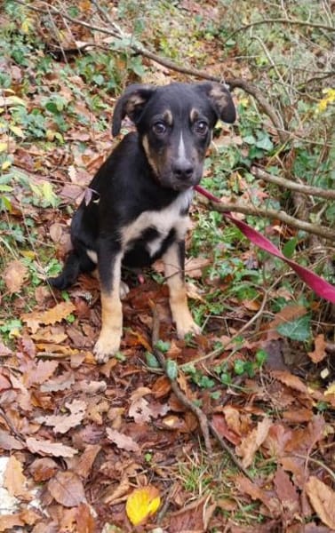 Süßer Tommi möchte eine Familie