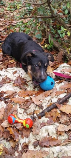 Süßer Tommi möchte eine Familie