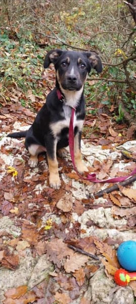 Süßer Tommi möchte eine Familie