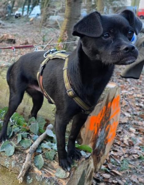 Moricz 11 Monate liebevoller Mischling