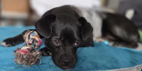 Moricz 11 Monate liebevoller Mischling