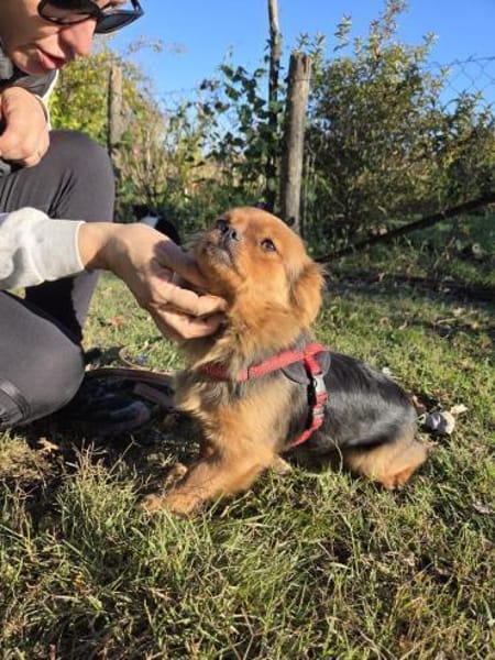 💕Gwen💕sucht ein schönes Zuhause❤