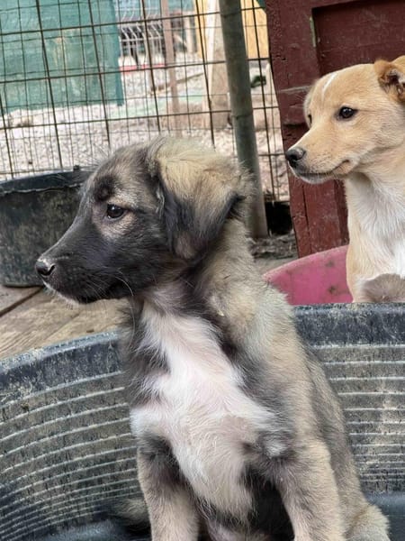 Viro 🐶  eine kleine Seele mit großem K