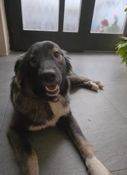 Viro 🐶  eine kleine Seele mit großem K