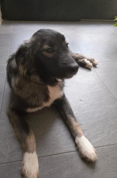 Viro 🐶  eine kleine Seele mit großem K