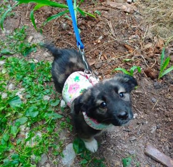 Viro 🐶  eine kleine Seele mit großem K