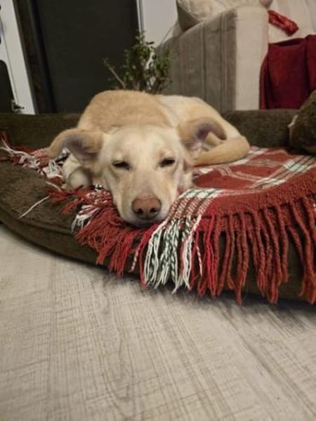 Sanfte Goldie sucht ihr Zuhause