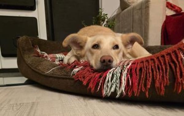 Sanfte Goldie sucht ihr Zuhause