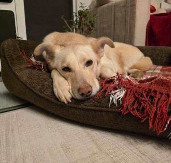 Sanfte Goldie sucht ihr Zuhause