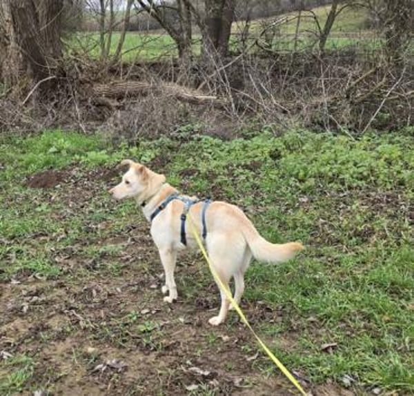 Sanfte Goldie sucht ihr Zuhause