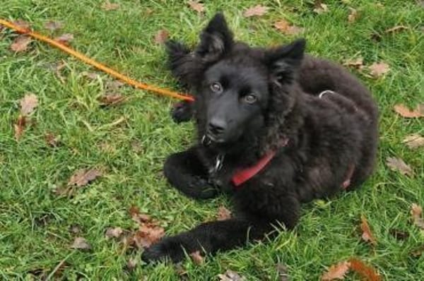 Kiano  Kleiner Schatz sucht sein Zuhaus