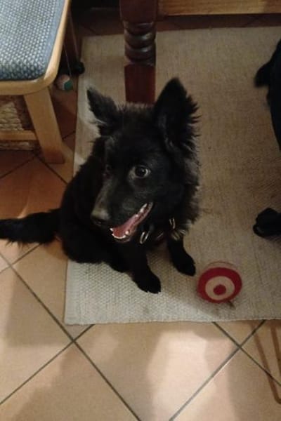 Kiano  Kleiner Schatz sucht sein Zuhaus