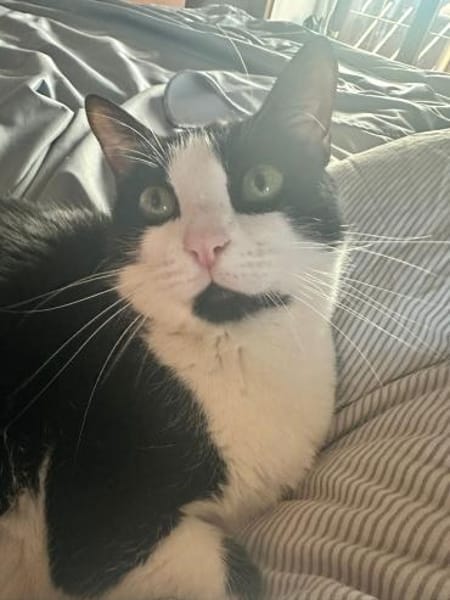 Ruhige Katze Trufa sucht ihr Zuhause