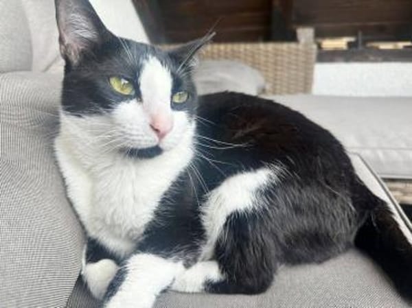 Ruhige Katze Trufa sucht ihr Zuhause