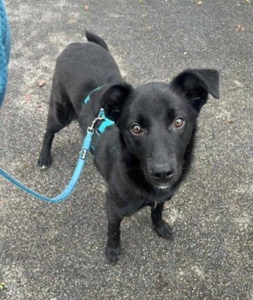 Hundemädchen Pinga auf PS in München