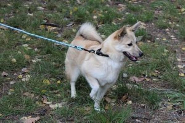 Josie, aktive, freundliche Junghündin