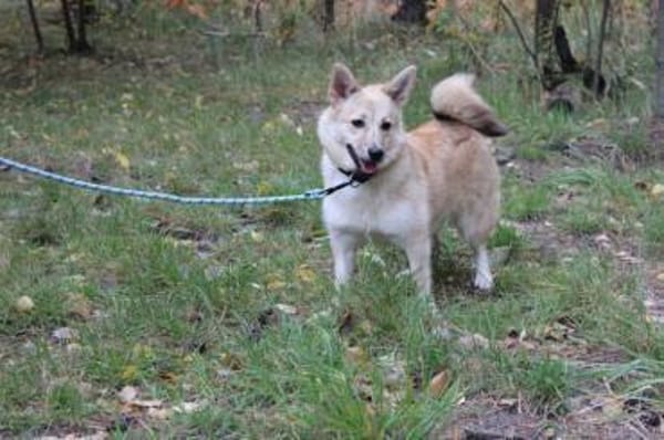 Josie, aktive, freundliche Junghündin