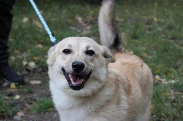 Josie, aktive, freundliche Junghündin