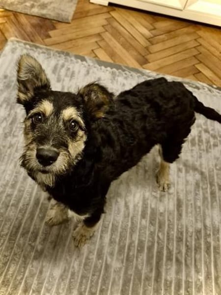 Mirabela ❤ Hübsches Hundemädchen sucht