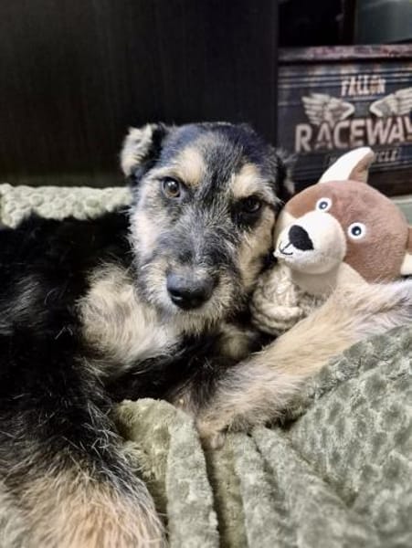 Mirabela ❤ Hübsches Hundemädchen sucht