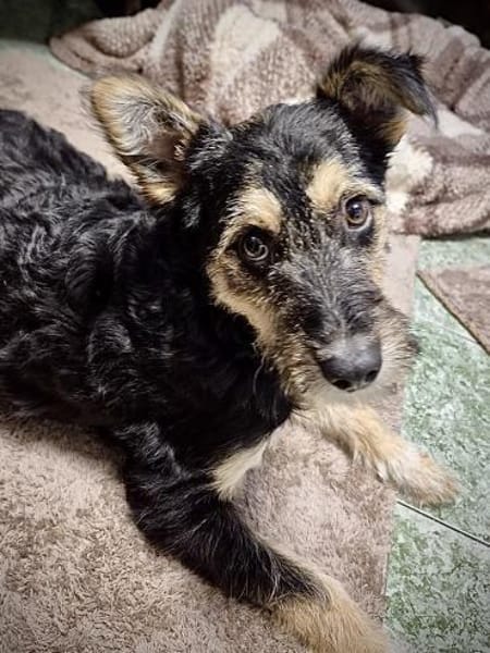 Mirabela ❤ Hübsches Hundemädchen sucht