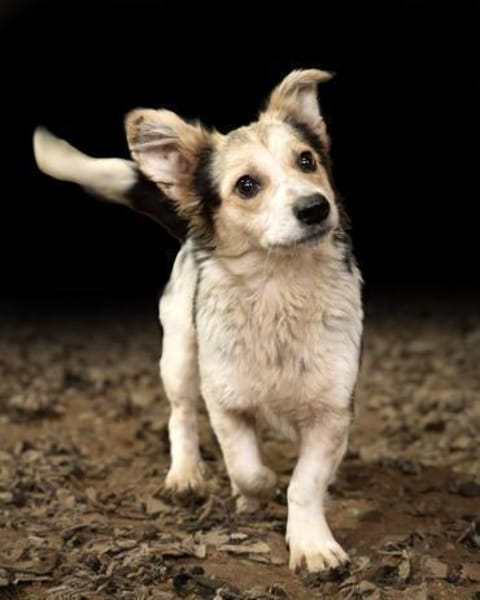 PIPPI * fröhliche freundlich Prinzessin