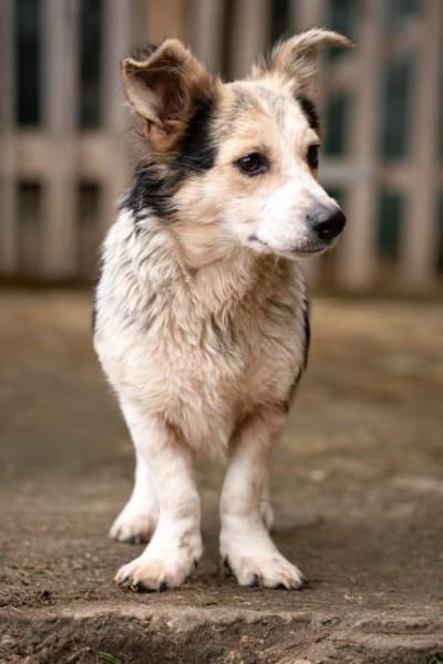 PIPPI * fröhliche freundlich Prinzessin