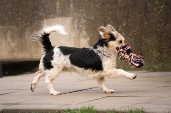 PIPPI * fröhliche freundlich Prinzessin