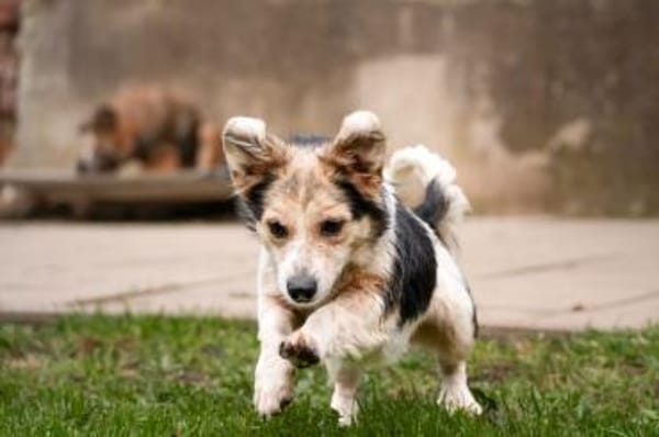 PIPPI * fröhliche freundlich Prinzessin