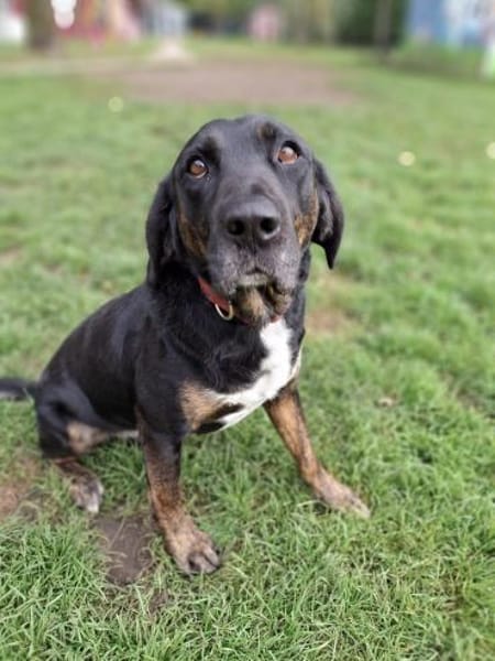 Leo sucht erfahrenes Zuhause