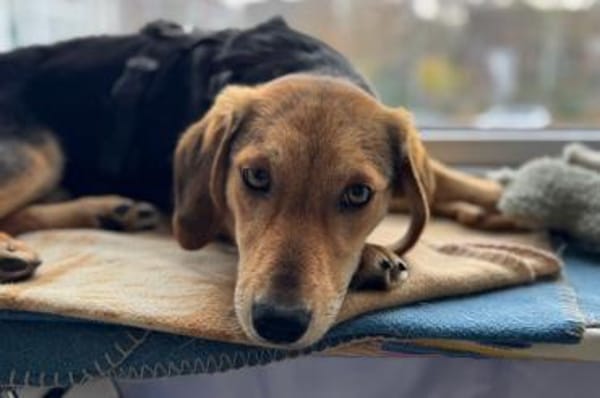 Senta zarte Entdeckerin möchte ankommen