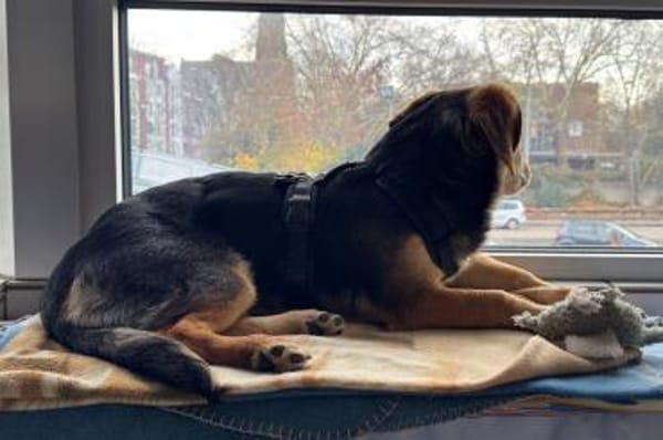 Senta zarte Entdeckerin möchte ankommen