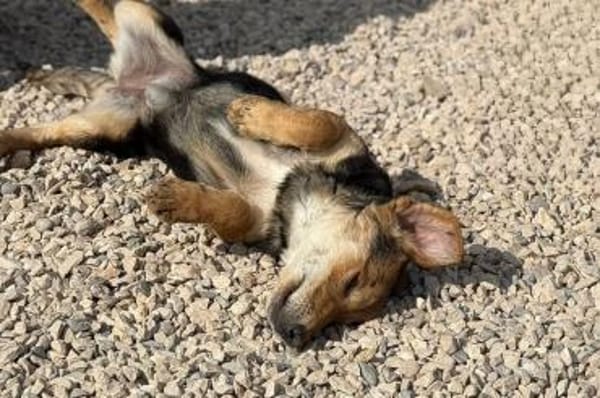 Senta zarte Entdeckerin möchte ankommen