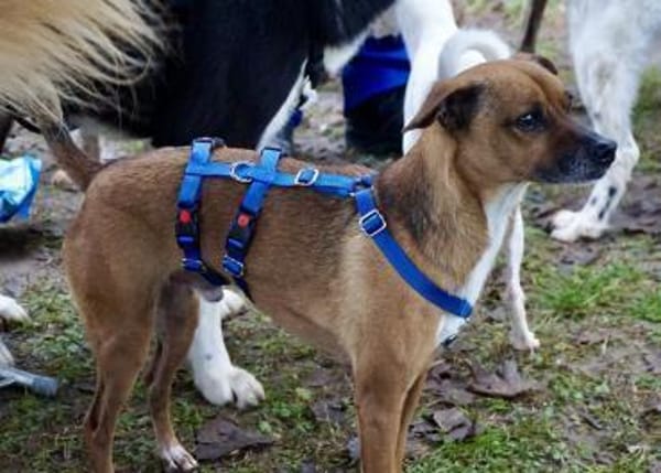 Floki, offen, lernwillig, freundlich