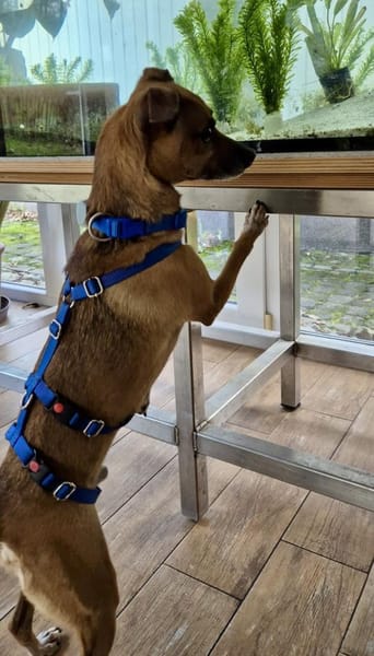 Floki, offen, lernwillig, freundlich