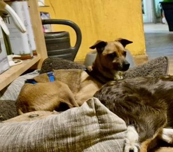 Floki, offen, lernwillig, freundlich