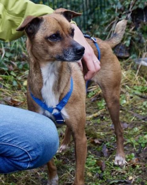 Floki, offen, lernwillig, freundlich