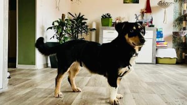 Hundemädchen Juna sucht ihre Familie!