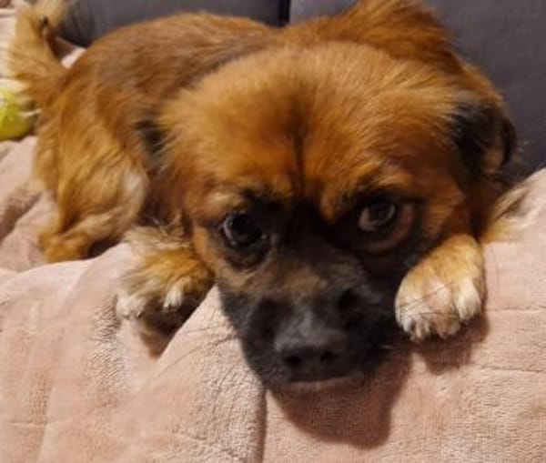 💙Mogli💙 sucht seine Menschen 🐾💙