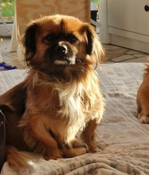 💙Mogli💙 sucht seine Menschen 🐾💙