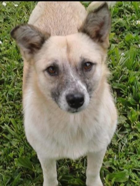 Katzenfreundliche Sina