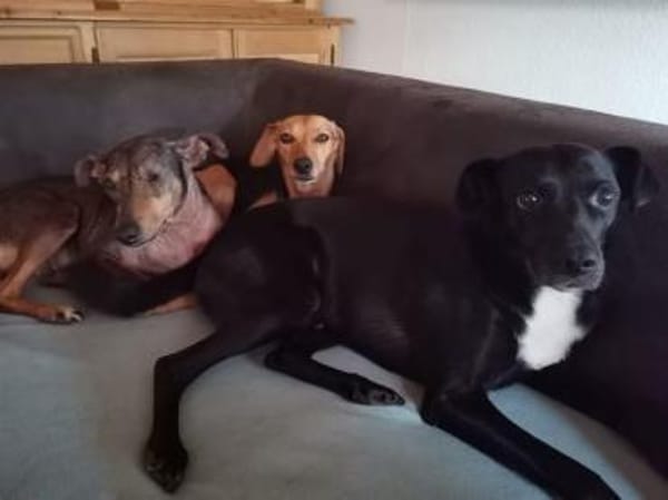 Levi träumt vom Körbchen mit Garten