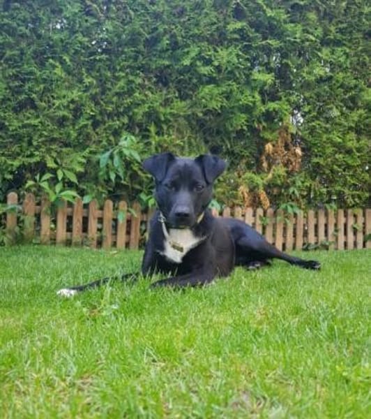 Levi träumt vom Körbchen mit Garten